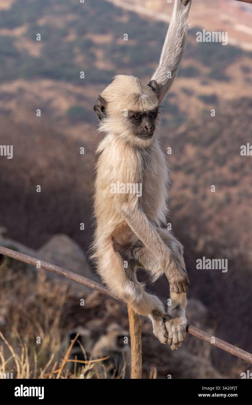 Ein lebendiger und frecher Lachraffen balanciert anmutig auf einem Handlauf und zeigt seine verspielte Natur. Stockfoto