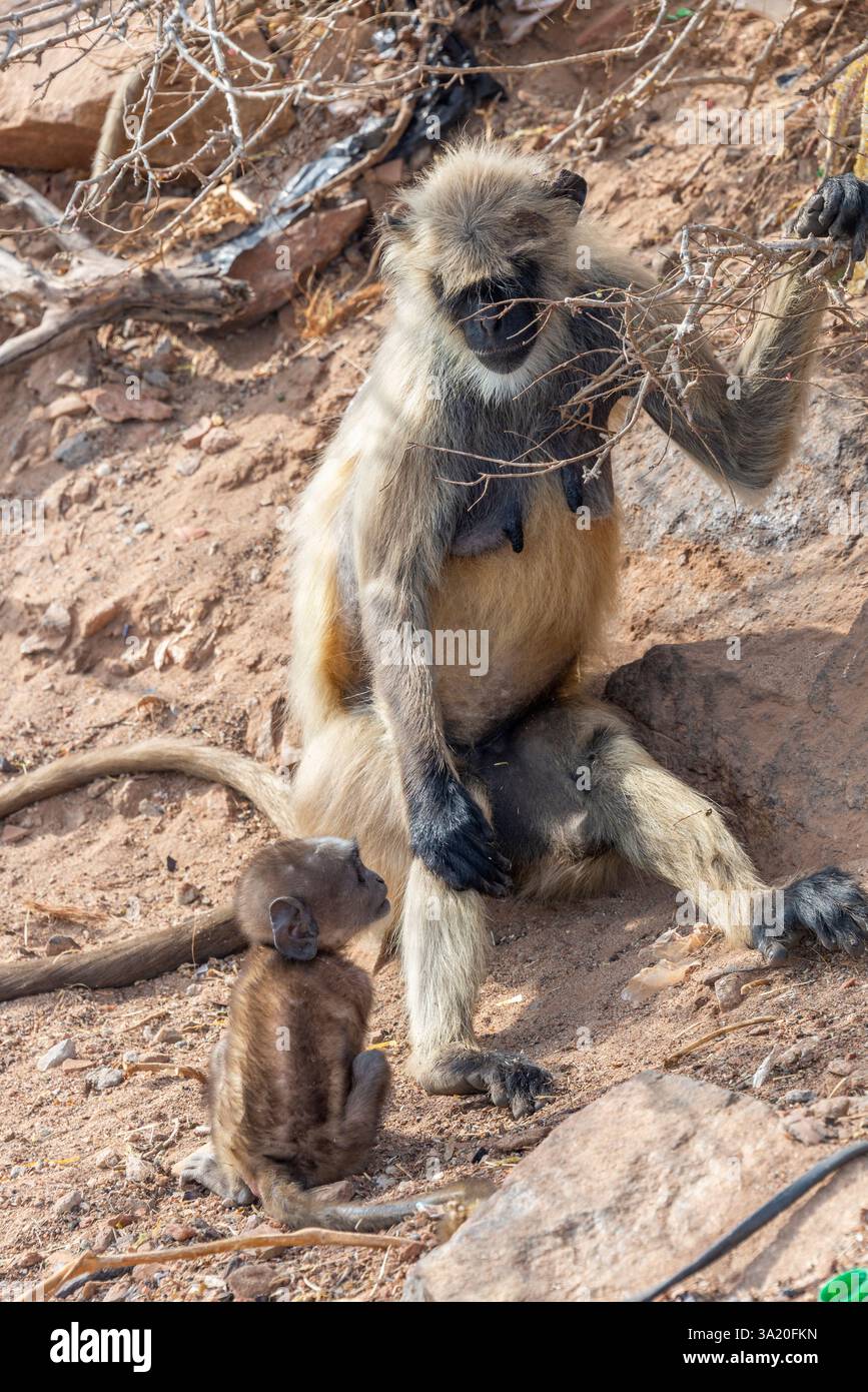 Ein herzerwärmendes Bild einer grauen Langur-Mutter, die zärtlich ihren Affen in Pushkar, Rajasthan, Indien, ansieht, 28. Januar 2024 Stockfoto