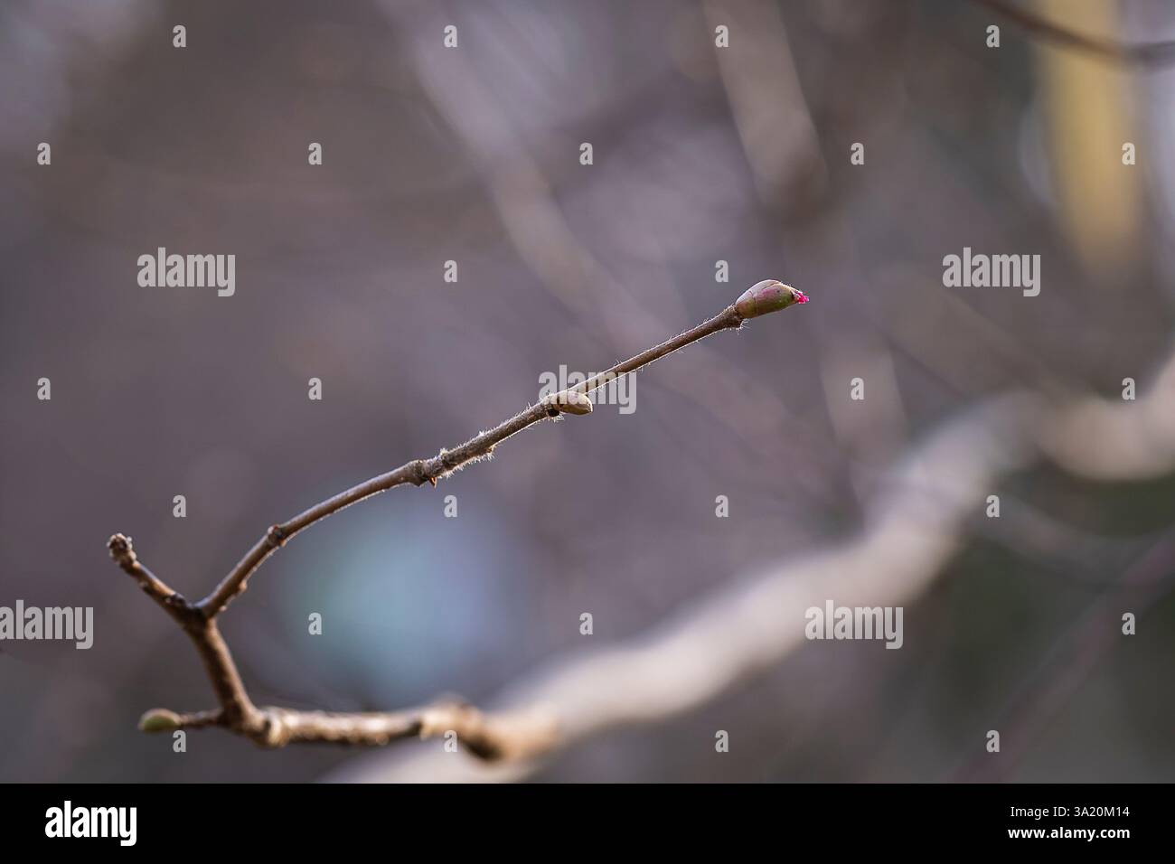 Gemeine Haselnuss - Corylus avellana - weibliche Blüten aus nächster Nähe. Rote weibliche Blume von Corylus avellana, der gemeinen Haselnuss an einem Frühlingstag im Wald. Stockfoto