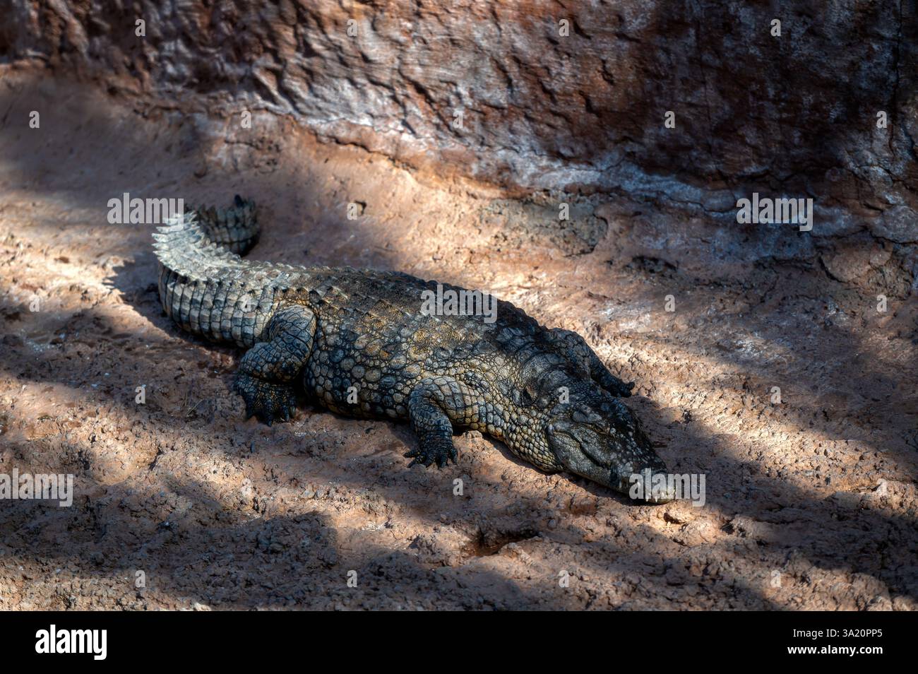 Ein Krokodil liegt noch immer auf dem warmen Sand mit Schatten in Marokko. Stockfoto