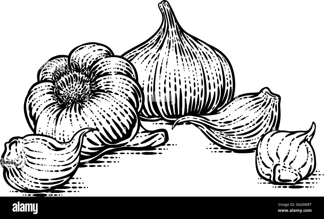 Knoblauch Gemüse Vintage Holzschnitt Illustration Stock Vektor