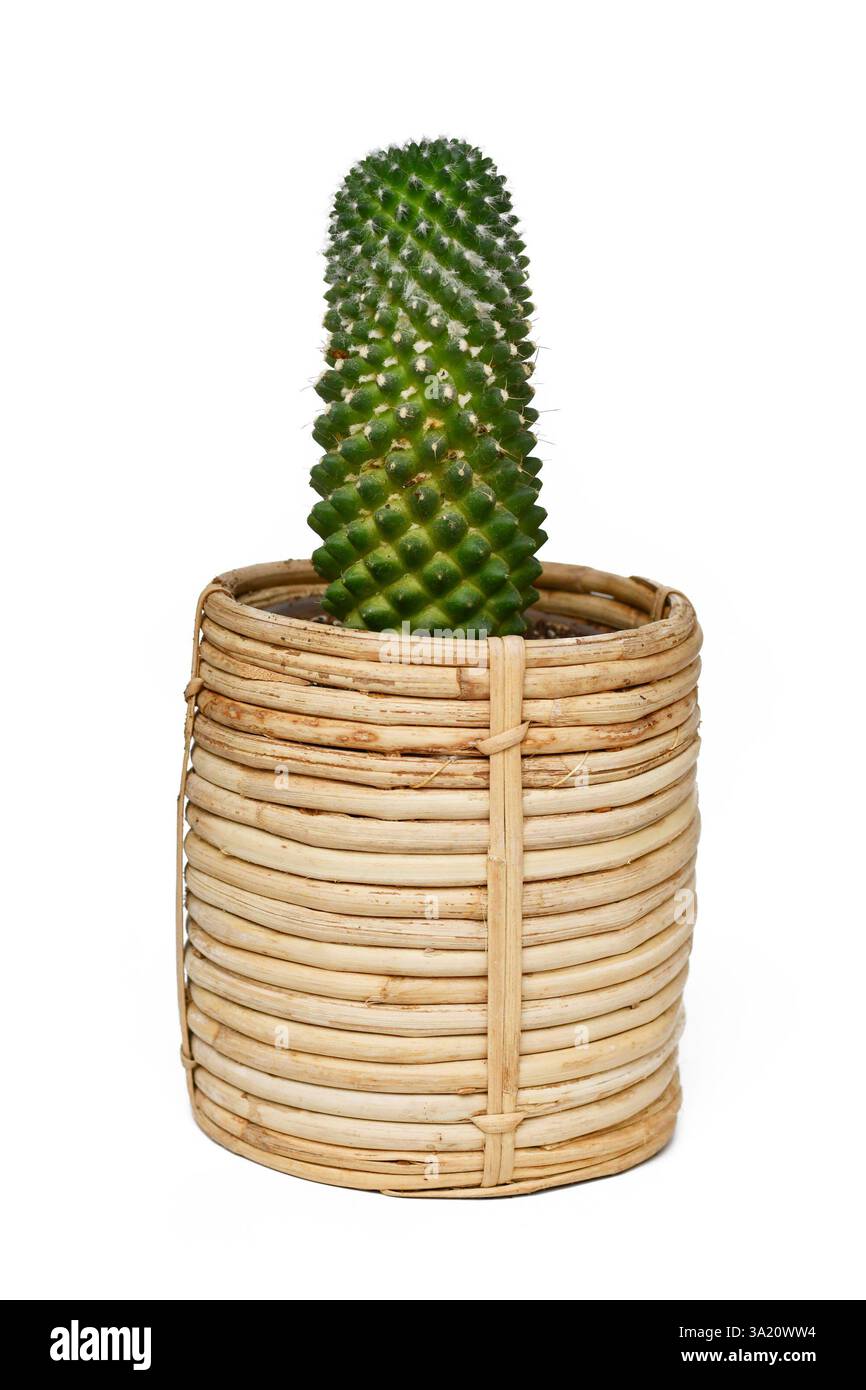 Mammillaria-Kaktuspflanze auf Boho-Art Korb Blumentopf auf weißem Hintergrund Stockfoto