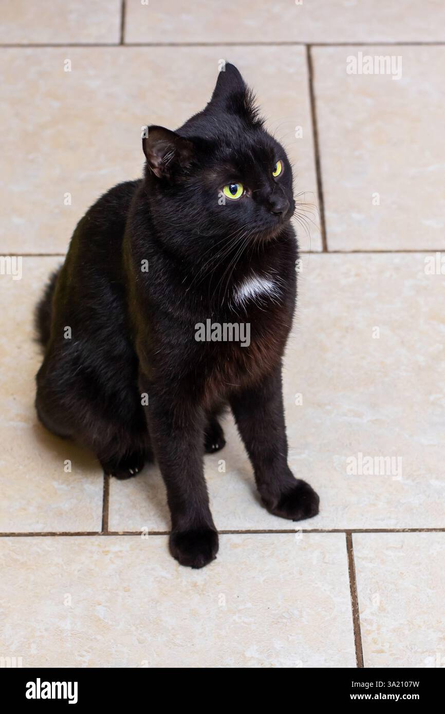 Eine elegante schwarze Katze mit gelben Augen sitzt auf einem kühlen Fliesenboden Stockfoto