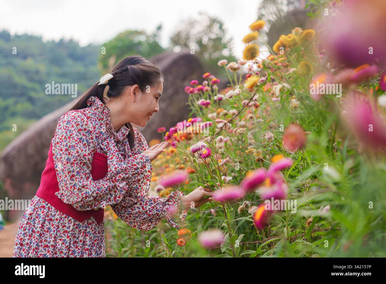 Schöne asiatische Frau genießt im Urlaub im Phu hin Rong KLA Nationalpark, Thailand, Strohblume oder ewiges Blumenblühfeld Stockfoto
