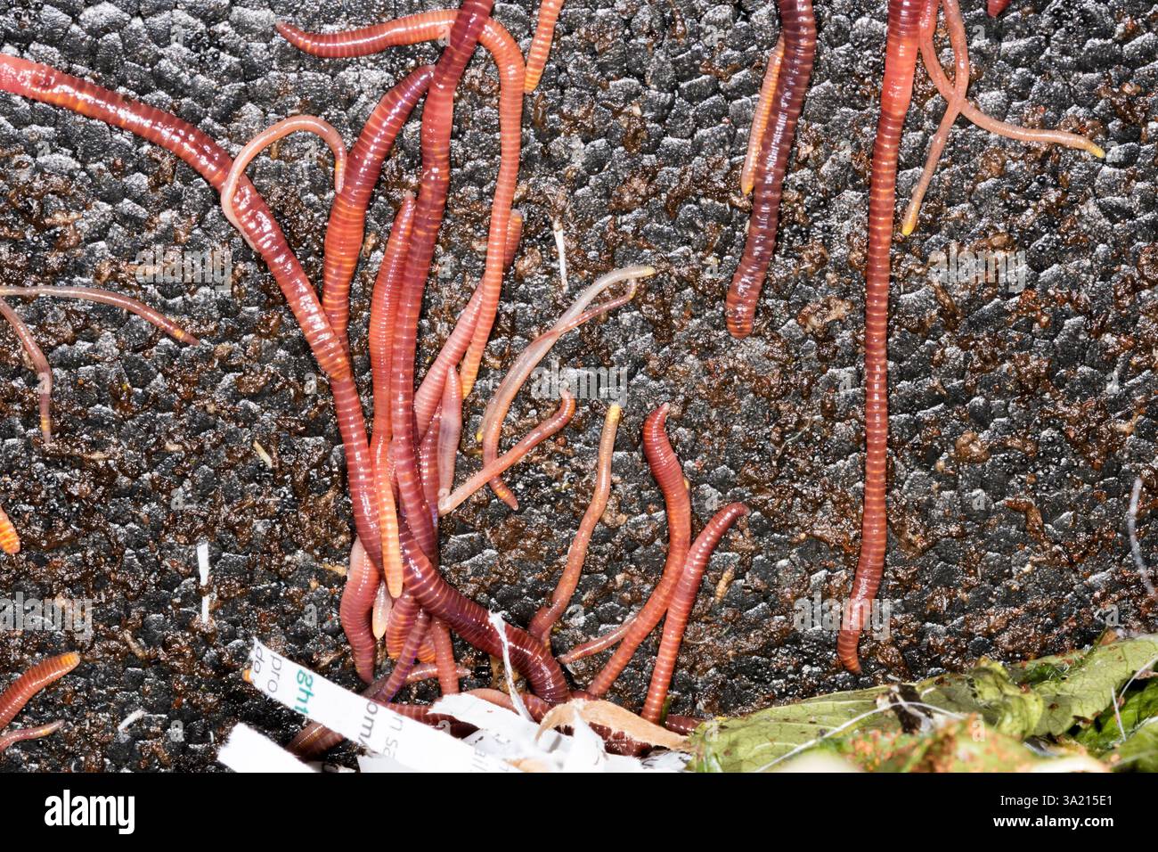Dnger wurm eisenia fetida -Fotos und -Bildmaterial in hoher Auflsung   Alamy