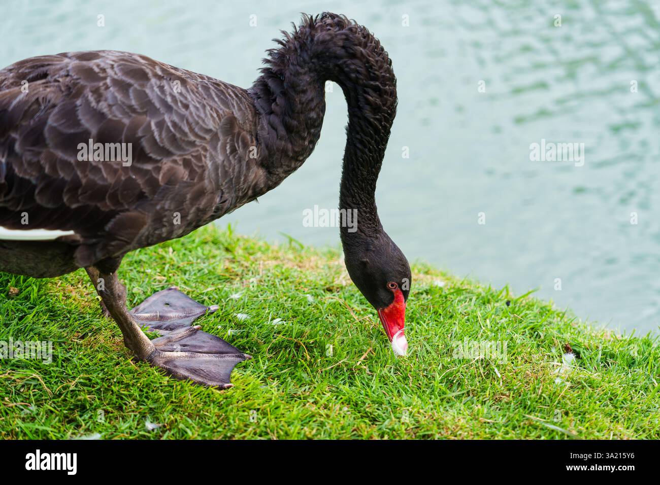 Anmutige schwarze Schwäne fressen auf üppig grünem Gras in der Nähe des ruhigen Sees im Park Stockfoto