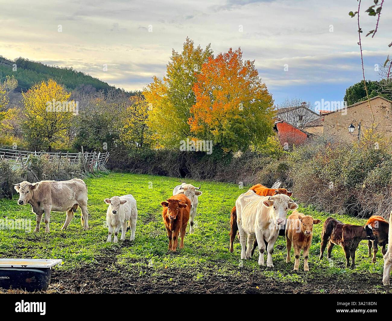 Kühe und Kälber. Piñuecar, Provinz Madrid, Spanien. - Smartphone-aufgenommenes Stockfoto