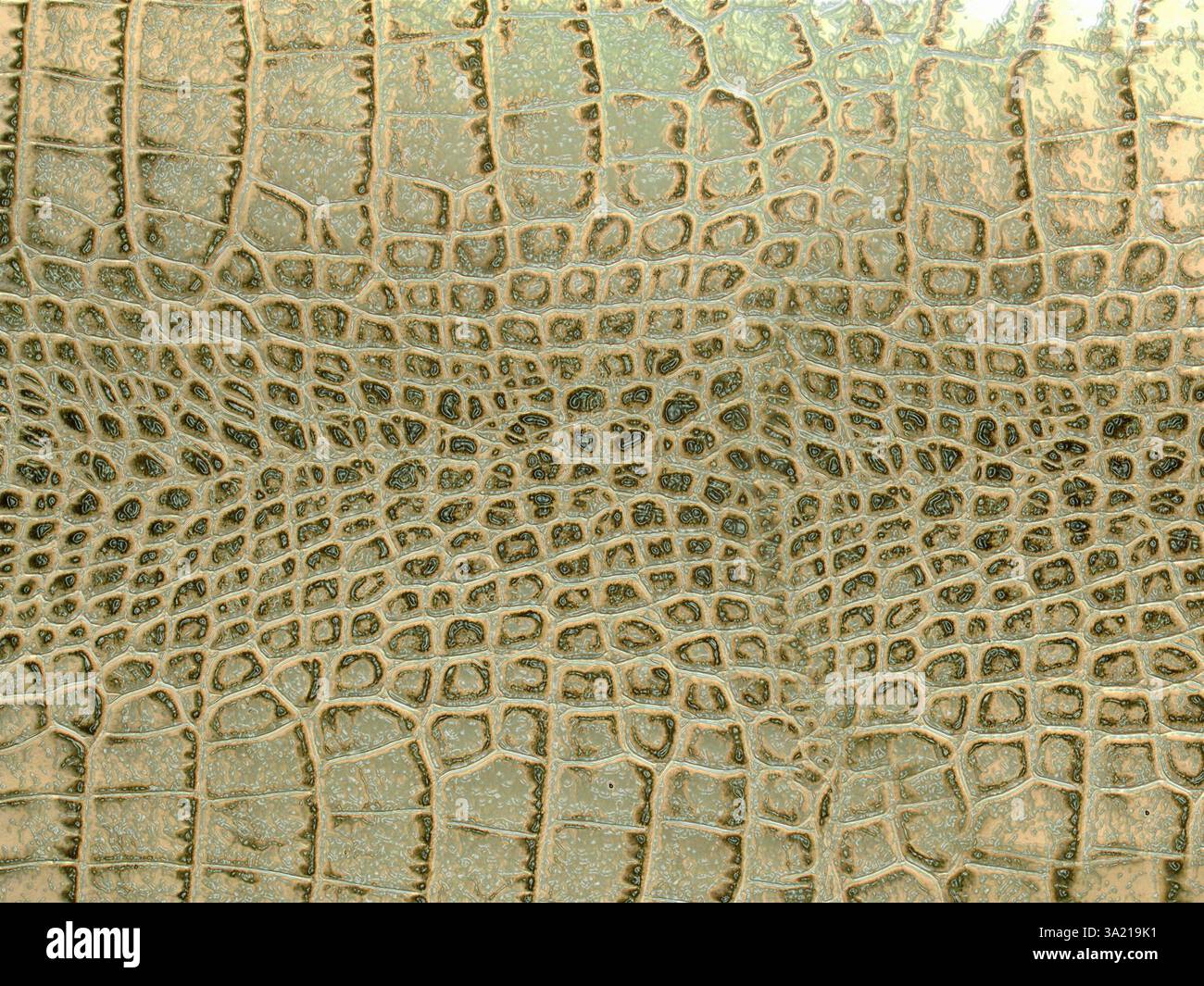 Nahaufnahme der künstlichen Alligator- oder Krokodilhaut mit Schuppen und Muster Stockfoto