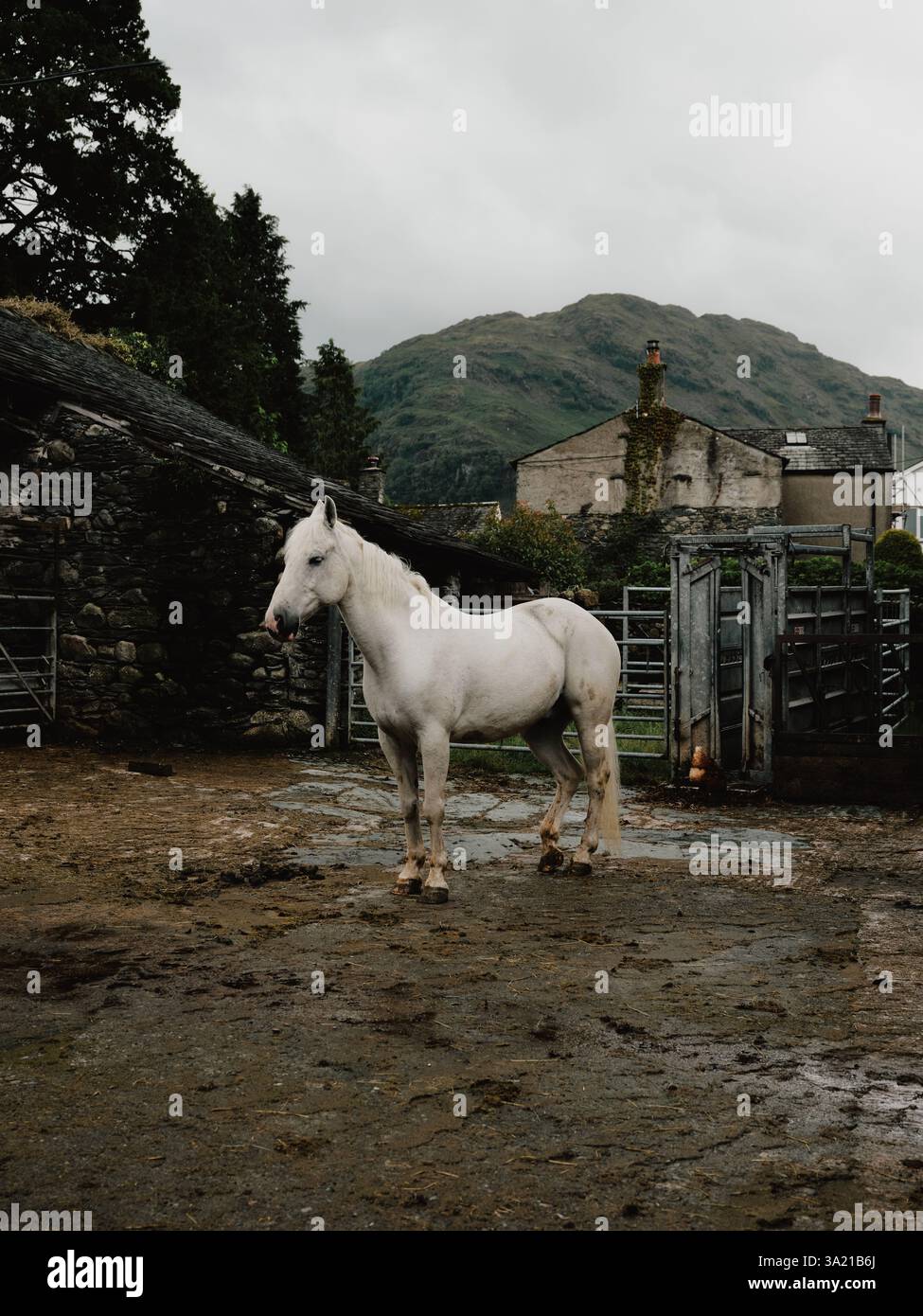 Ein einsames weißes Pferd auf einem Bauernhof in Cumbria England, Großbritannien Stockfoto