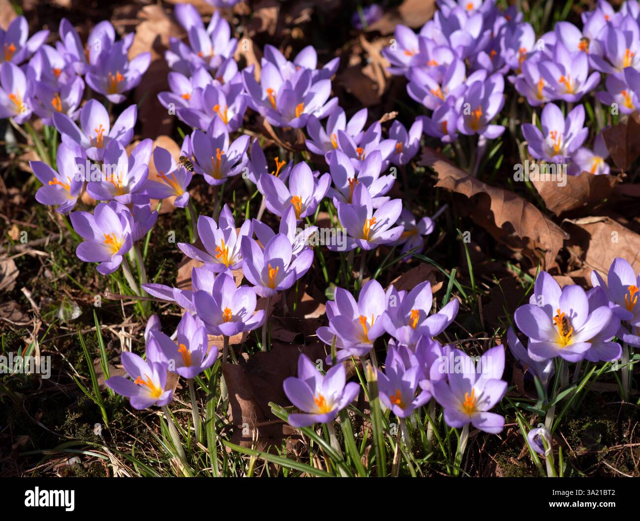 Ein Feld blühender lila Krokusse mit Bienen, die Blumen bestäuben und Nektar sammeln. Stockfoto