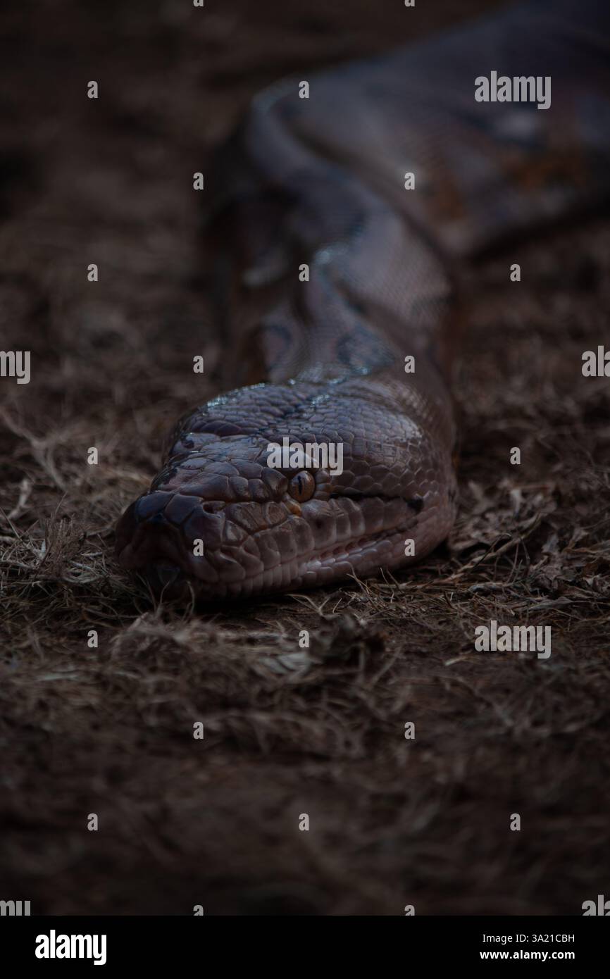 Kopfporträt des Python constrictor, das auf trockenem Substrat gleitet, zeigt Wärmegruben, linkes Auge und kompliziertes Skalenporträt in vertikaler Position Stockfoto