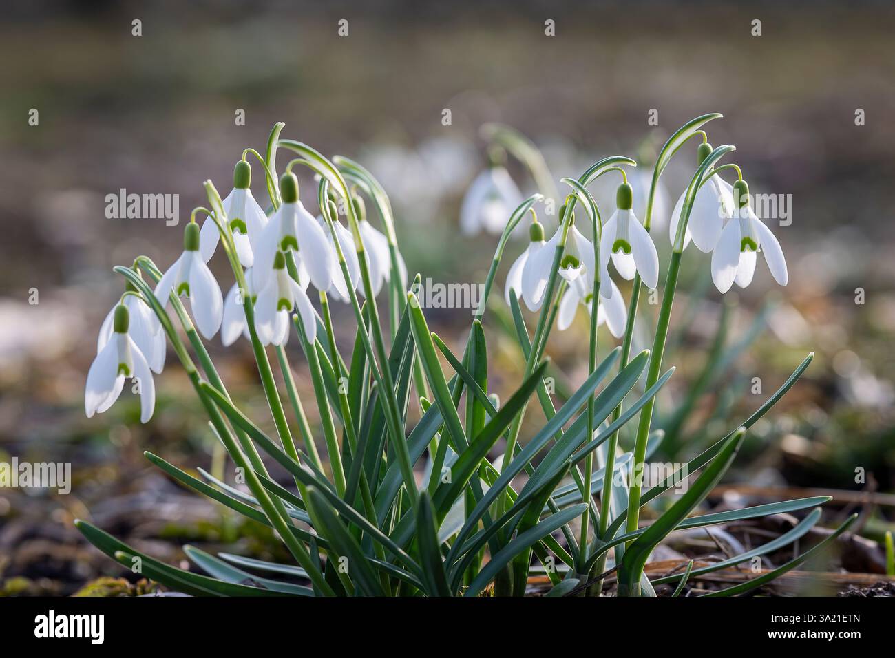 Der erste weiße Schneeglöckchen blüht. Frühjahrsblume Schneeglöckchen (Galanthus). Eines der ersten Anzeichen des Frühlings. März Naturgarten. Nahaufnahme. Stockfoto