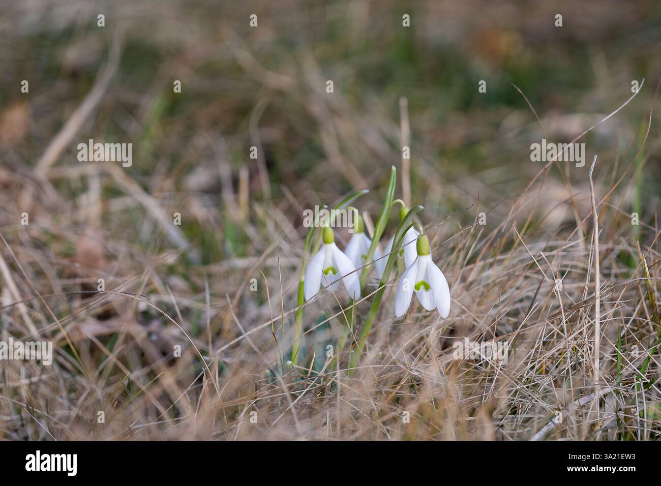 Der erste weiße Schneeglöckchen blüht. Frühjahrsblume Schneeglöckchen (Galanthus). Eines der ersten Anzeichen des Frühlings. März Naturgarten. Nahaufnahme. Stockfoto