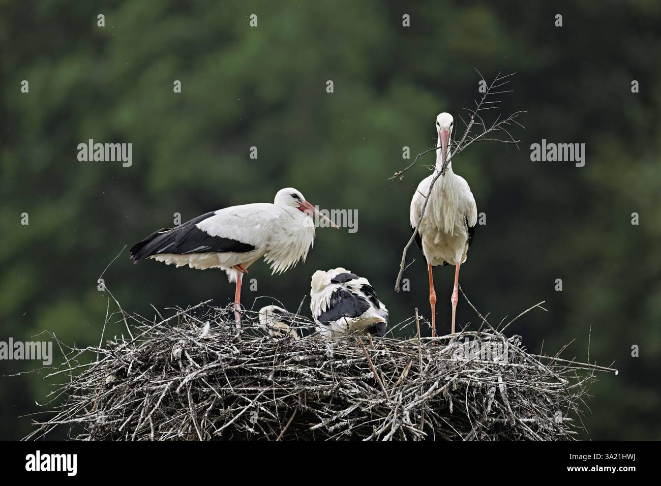 Weißstorch (Ciconia ciconia), paarweise mit Nistmaterial im Schnabel mit zwei Küken auf der horse, Kanton Aargau, Schweiz, Europa Stockfoto