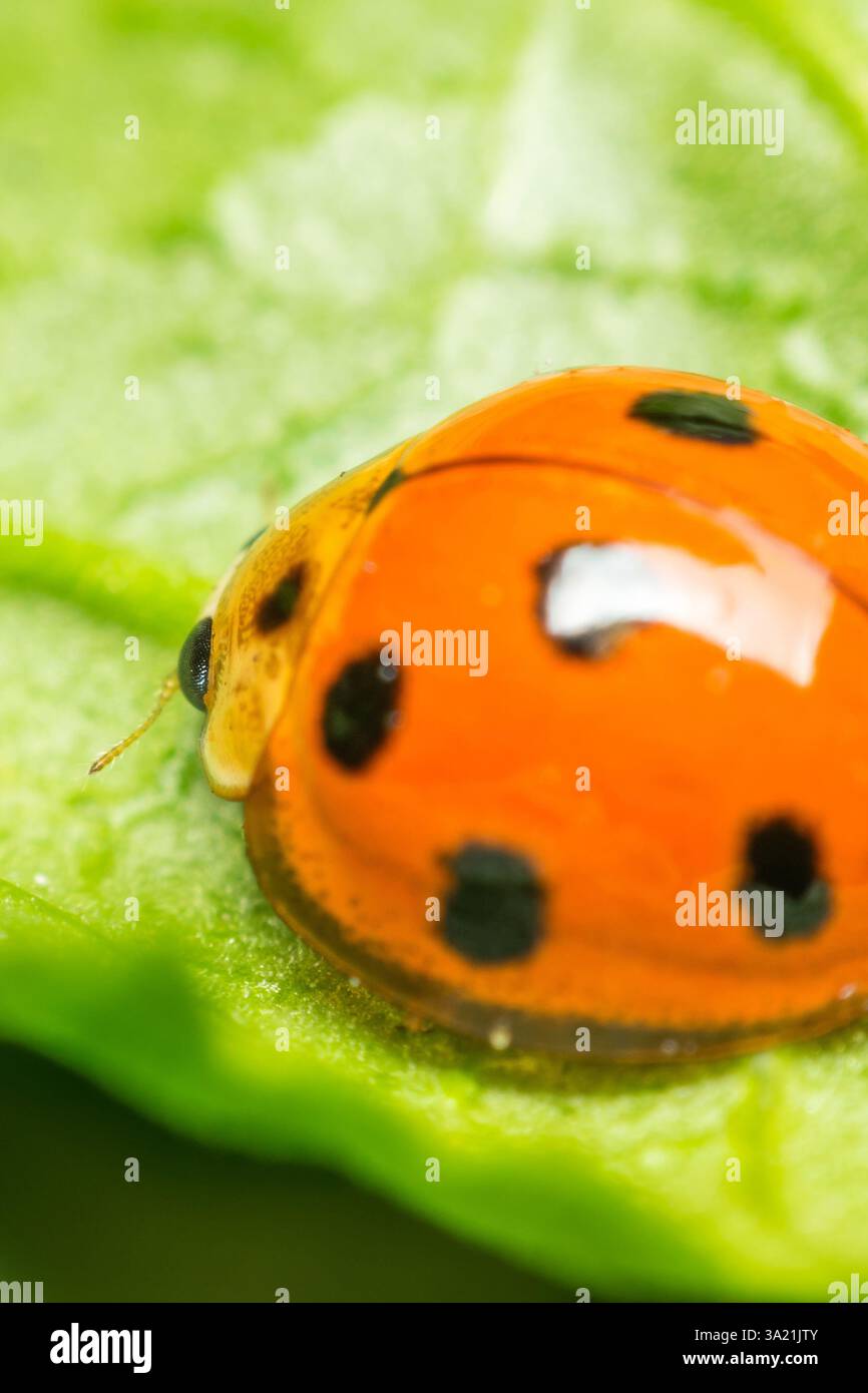Makro von Käfer-Insekten (Marienkäfer) orange und Punkt schwarz Farbe nah auf dem grünen Blatt oder lassen Sie in der Natur Stockfoto