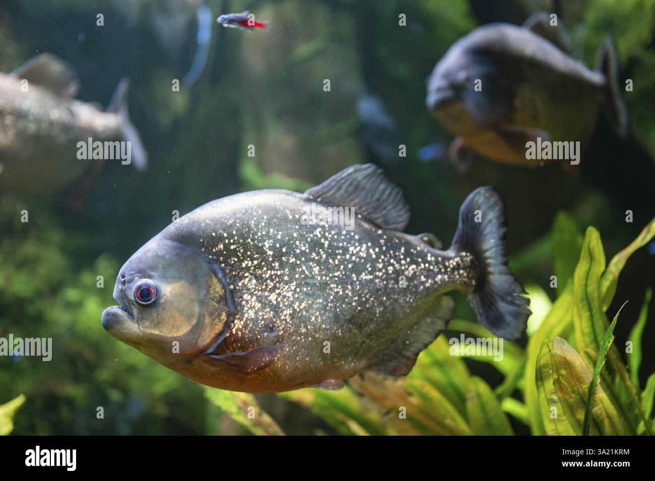 Rote Piranha schwimmen im Aquarium Stockfoto