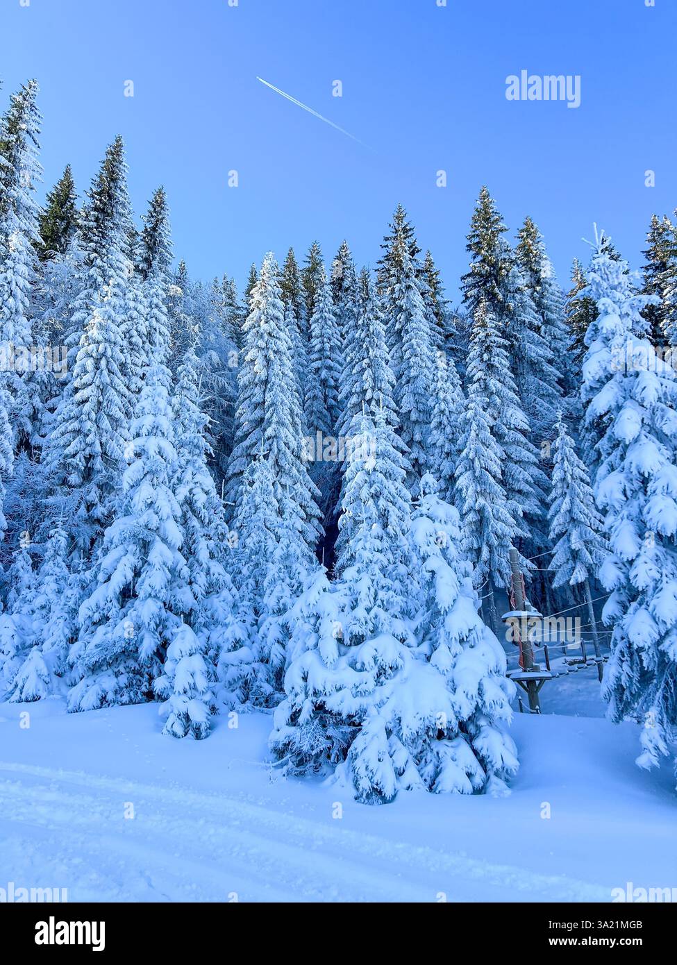 Schneebedeckte Kiefern auf dem Berg Jahorina schaffen eine magische Winterlandschaft, die die Schönheit und Ruhe der Natur widerspiegelt - Smartphone-aufgenommenes Stockfoto