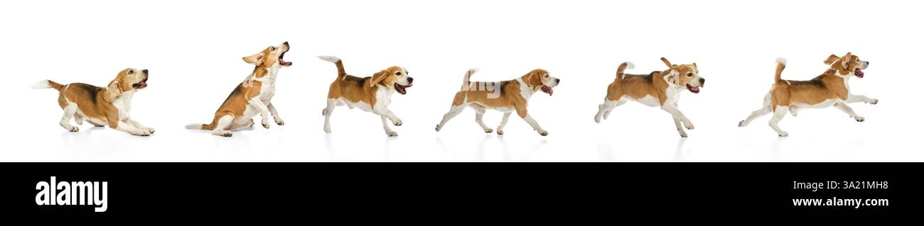 Bewegungssequenz von Running Beagle, die in verschiedenen Phasen vor weißem Hintergrund erfasst wurde. Konzept der aktiven Haustiere, Training, Hundesport Stockfoto