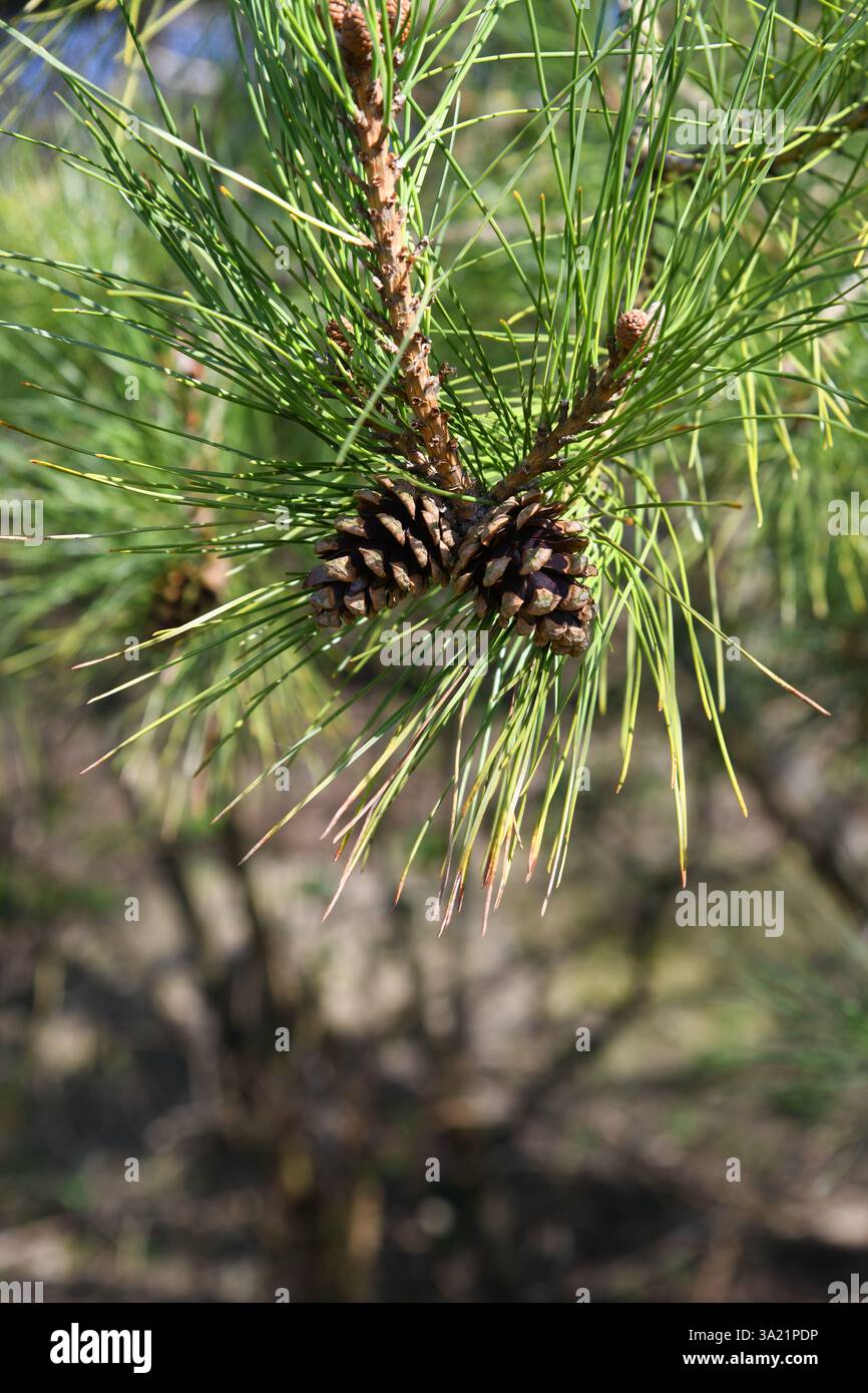 Tannenzapfen Stockfoto