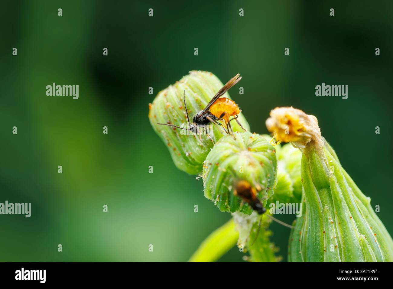 Makroaufnahme einer Braconidae, die Eier in einer Blütenknospe legt Stockfoto