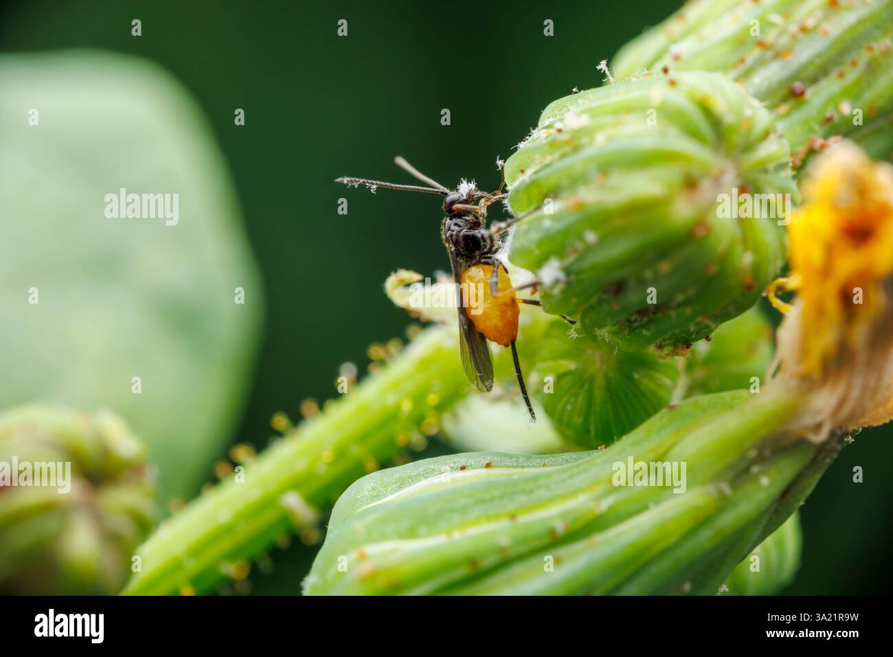 Makroansicht eines Braconidae auf einer Blütenknospe Stockfoto