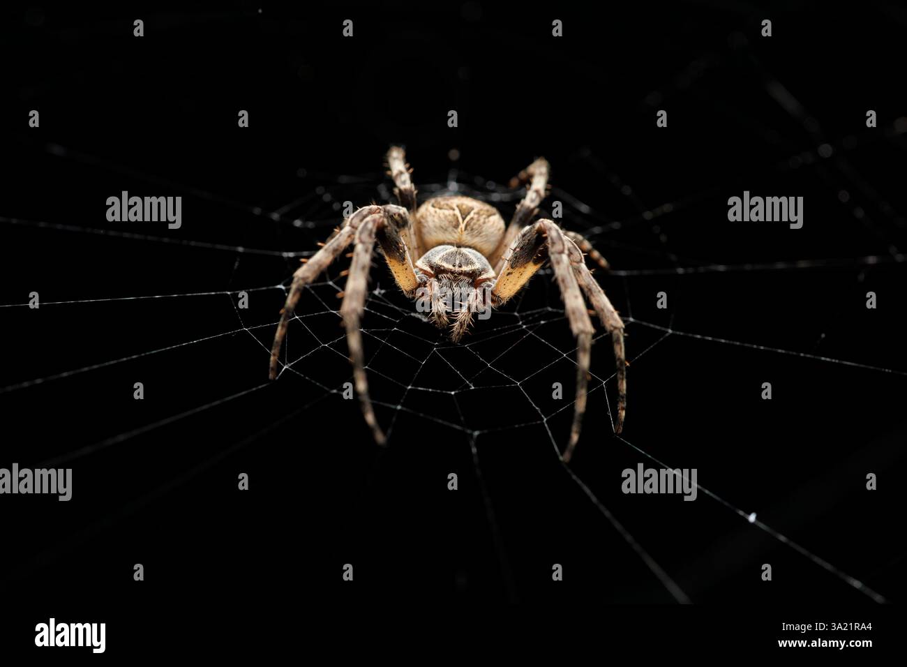 Makroansicht einer Larinioides Sclopetarius-Spinne auf ihrem Netz Stockfoto