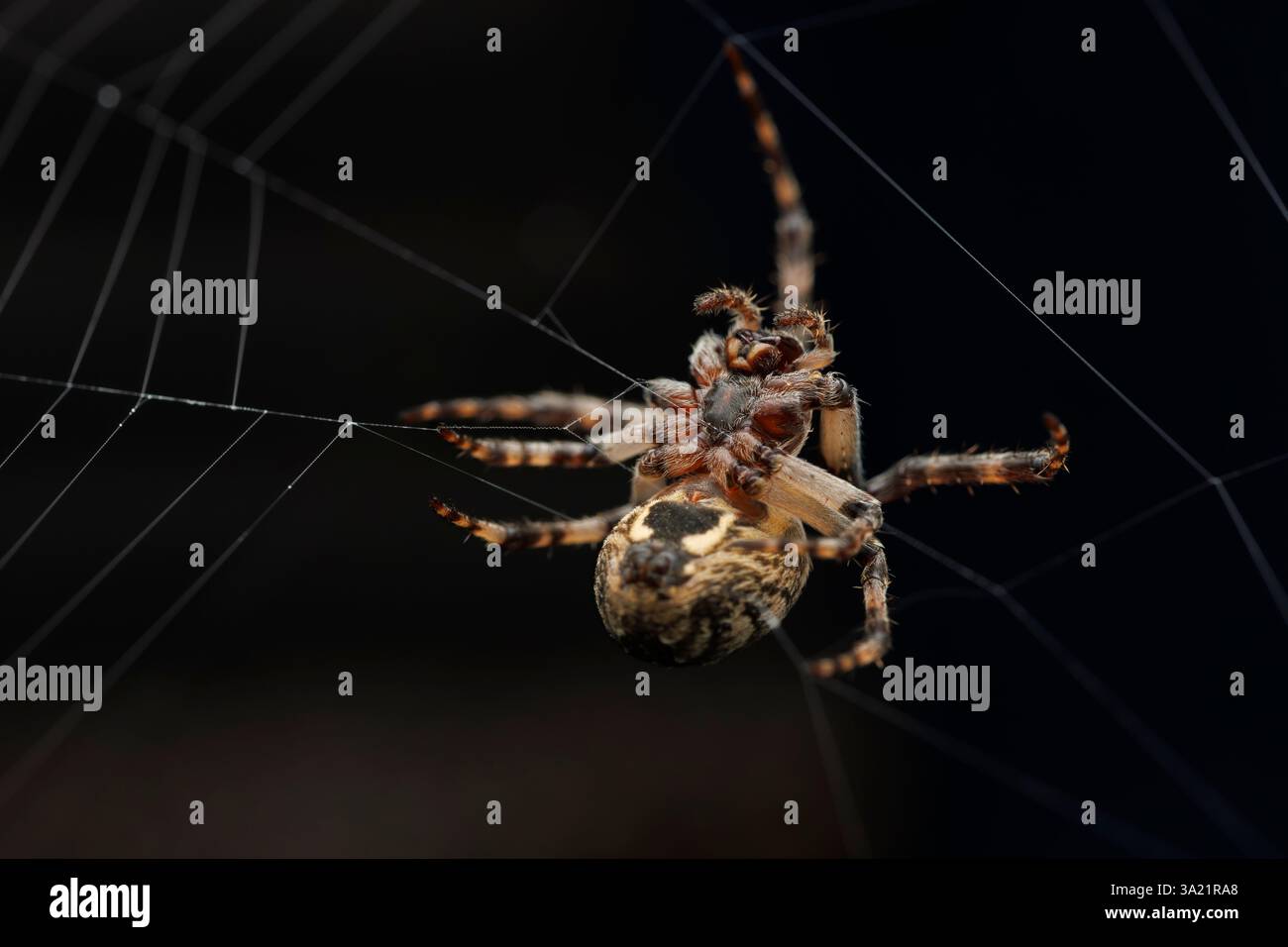 Makroansicht einer Larinioides Sclopetarius-Spinne auf ihrem Netz Stockfoto