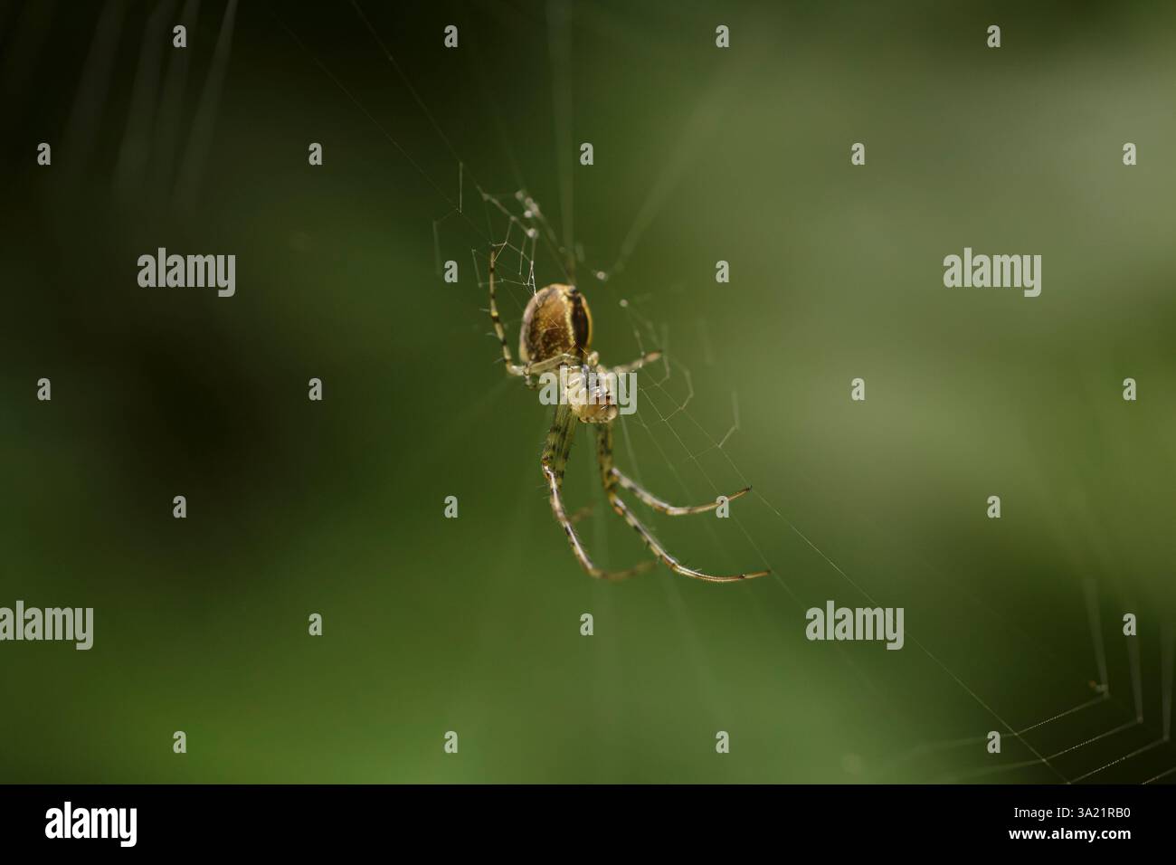 Makroansicht einer Spinne im Netz, die auf Beute wartet Stockfoto