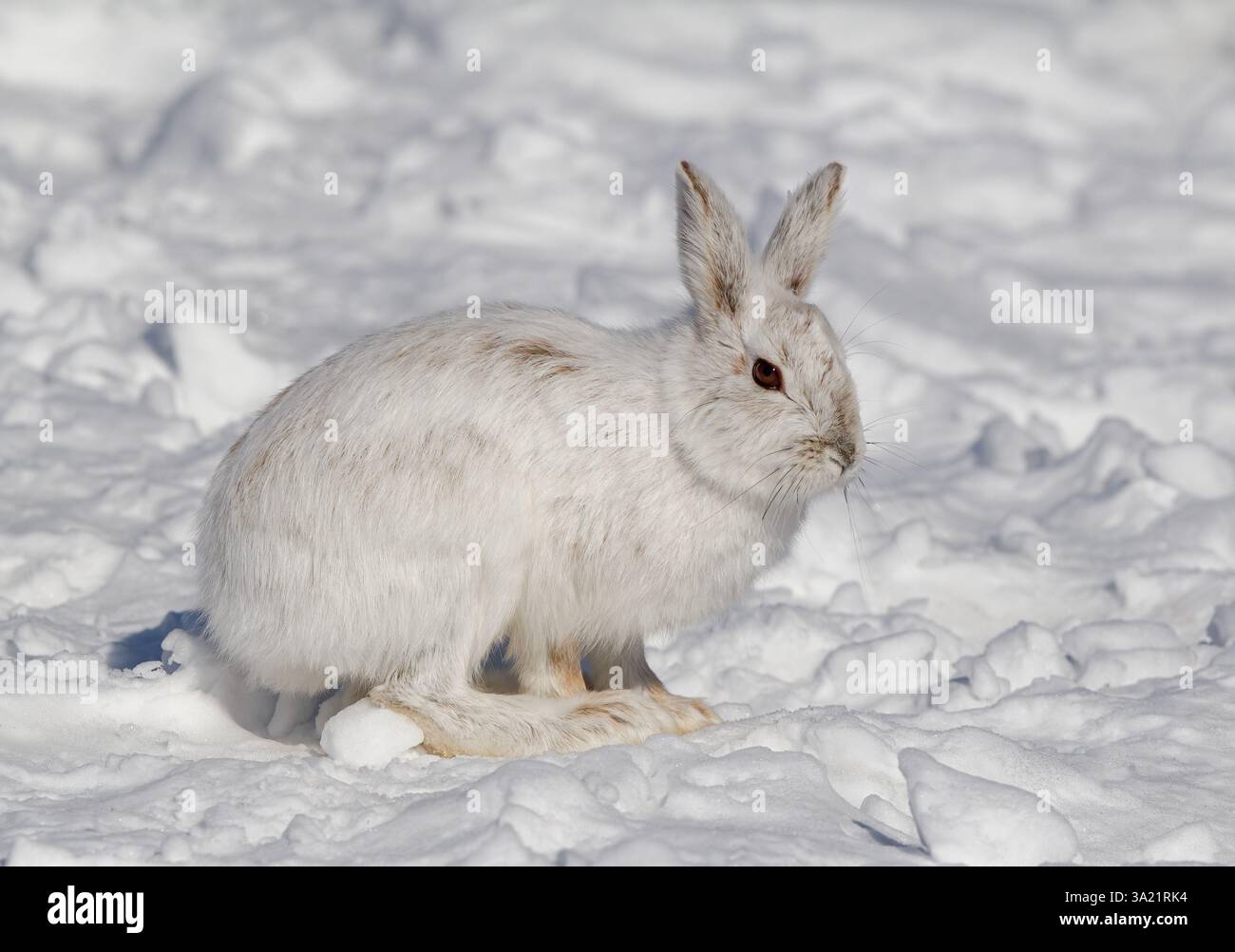 Schneeschuhhase oder variierender Hase (Lepus americanus) auf einem schneebedeckten Winterfeld in Kanada Stockfoto