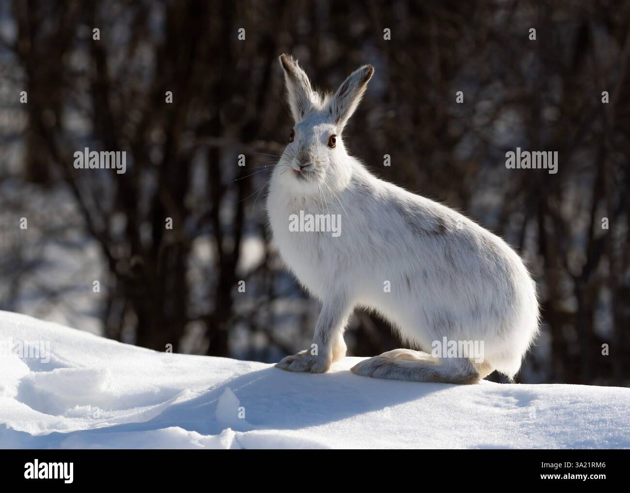 Schneeschuhhase oder variierender Hase (Lepus americanus) auf einem schneebedeckten Winterfeld in Kanada Stockfoto