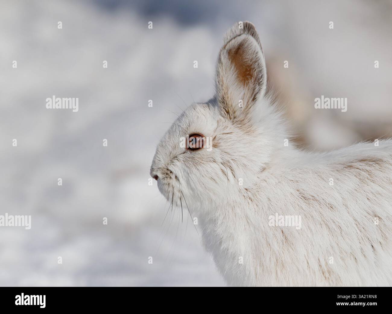 Schneeschuhhase oder variierender Hase (Lepus americanus) auf einem schneebedeckten Winterfeld in Kanada Stockfoto
