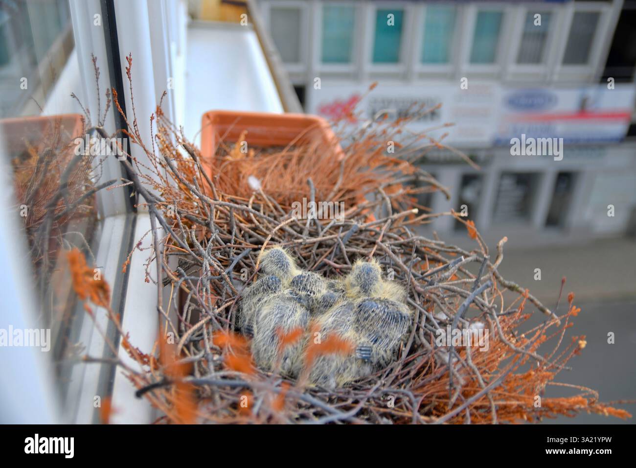 Zwei kleine Jungvögel im Nest. Taubenvogelnest auf der Fensterbank. Das Konzept des Taubenlebens in der Stadt Stockfoto