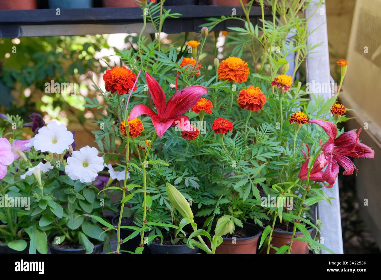 Setzlinge Lilie und andere Pflanzen in Behältern auf dem lokalen Markt. Dekorative Topfpflanzen. Verschiedene Pflanzen zur Dekoration. Gartenladen. Sonnig. Stockfoto