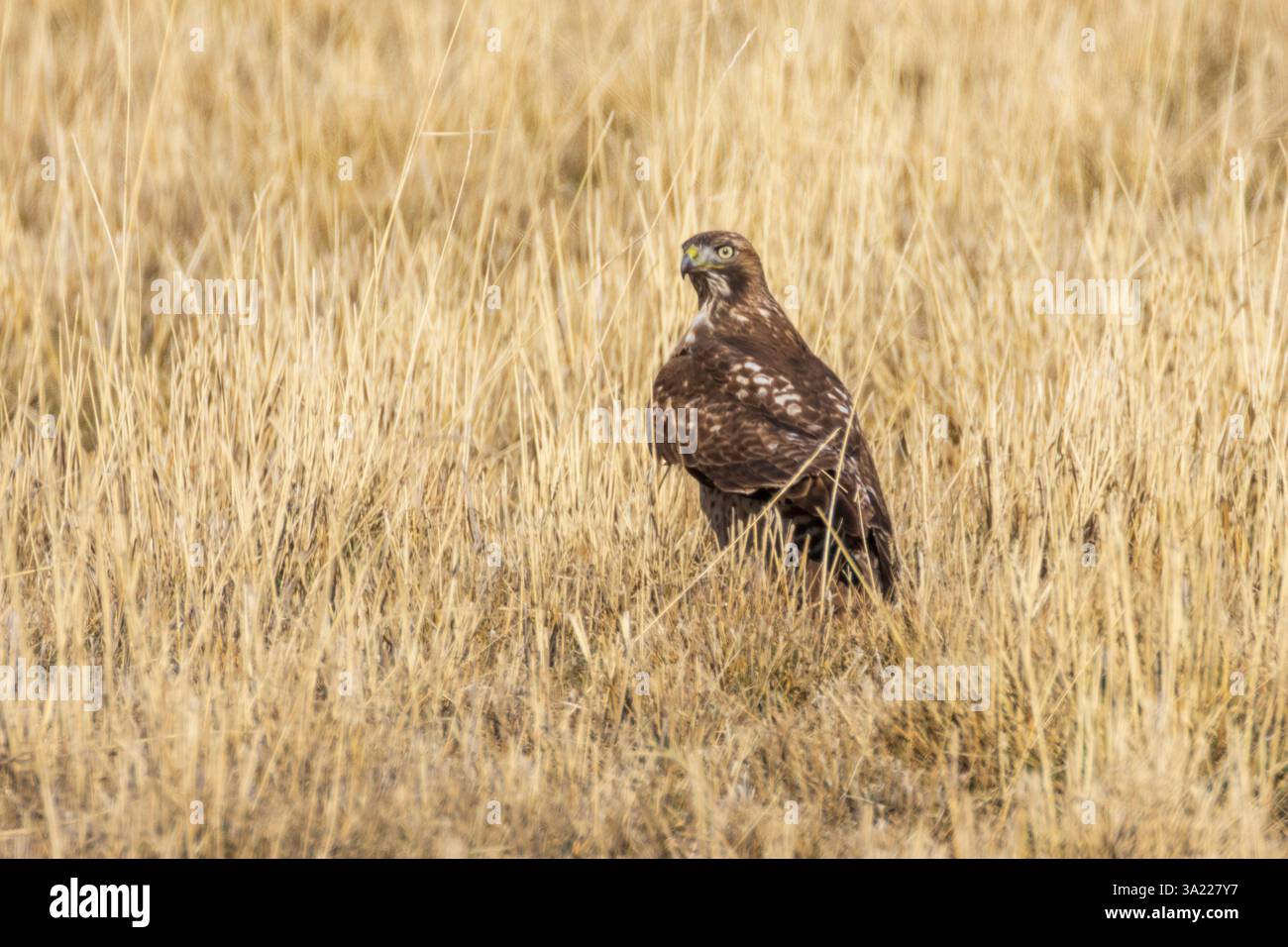Junger Rotschwanzfalke (Buteo jamaicensis), der auf trockenem Grasland im Lassen County, Kalifornien, steht und seine Umgebung überwacht Stockfoto