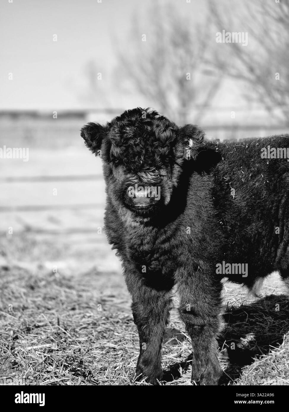 Ranch-Leben Stockfoto