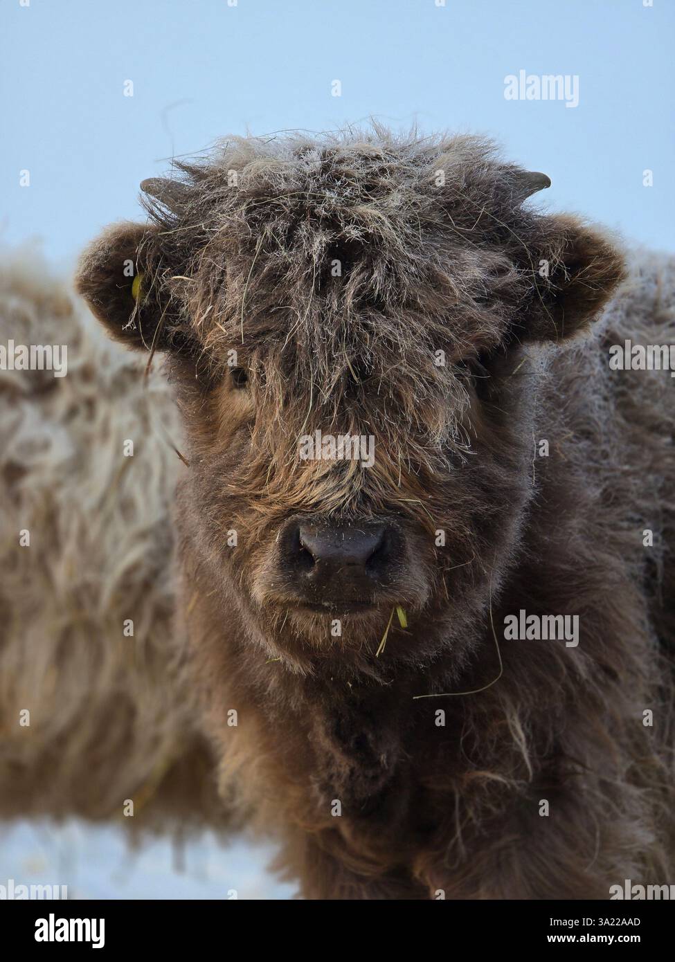 Ranch-Leben Stockfoto