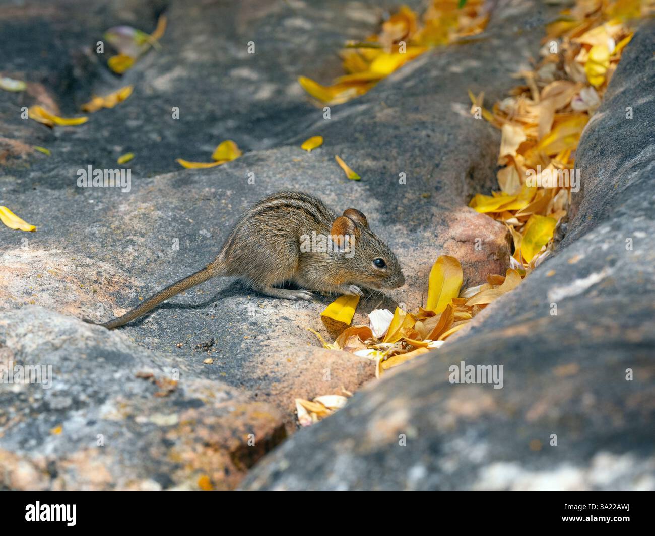 Viergestreifte Grasmaus Rhabdomys pumilio Südafrika Januar Stockfoto