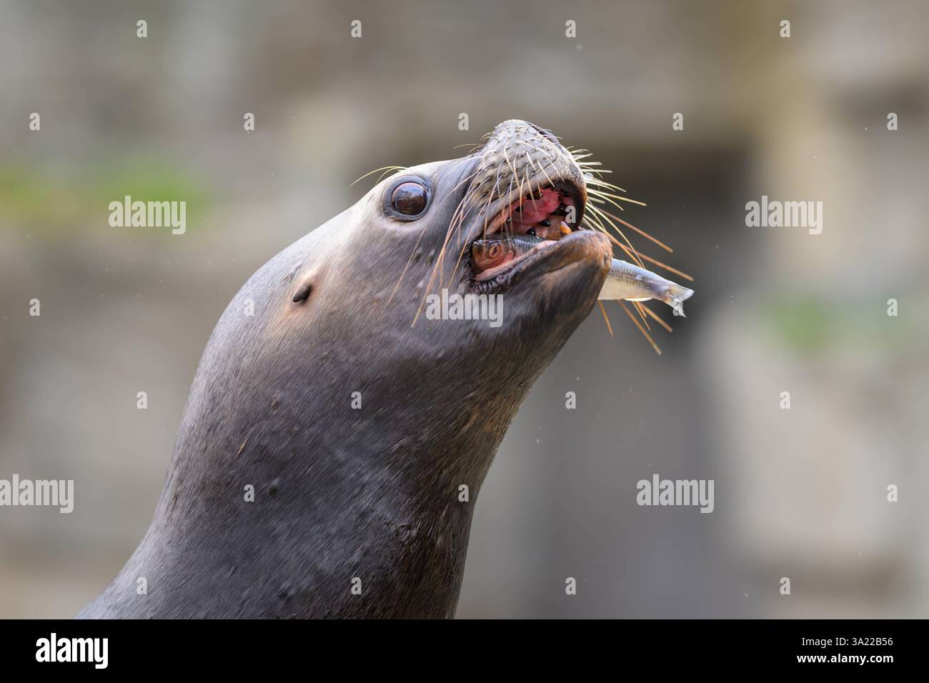 Porträt einer weiblichen Seelöwe Otaria flavescens in einem österreichischen Zoo, der einen Fisch isst Österreich Stockfoto