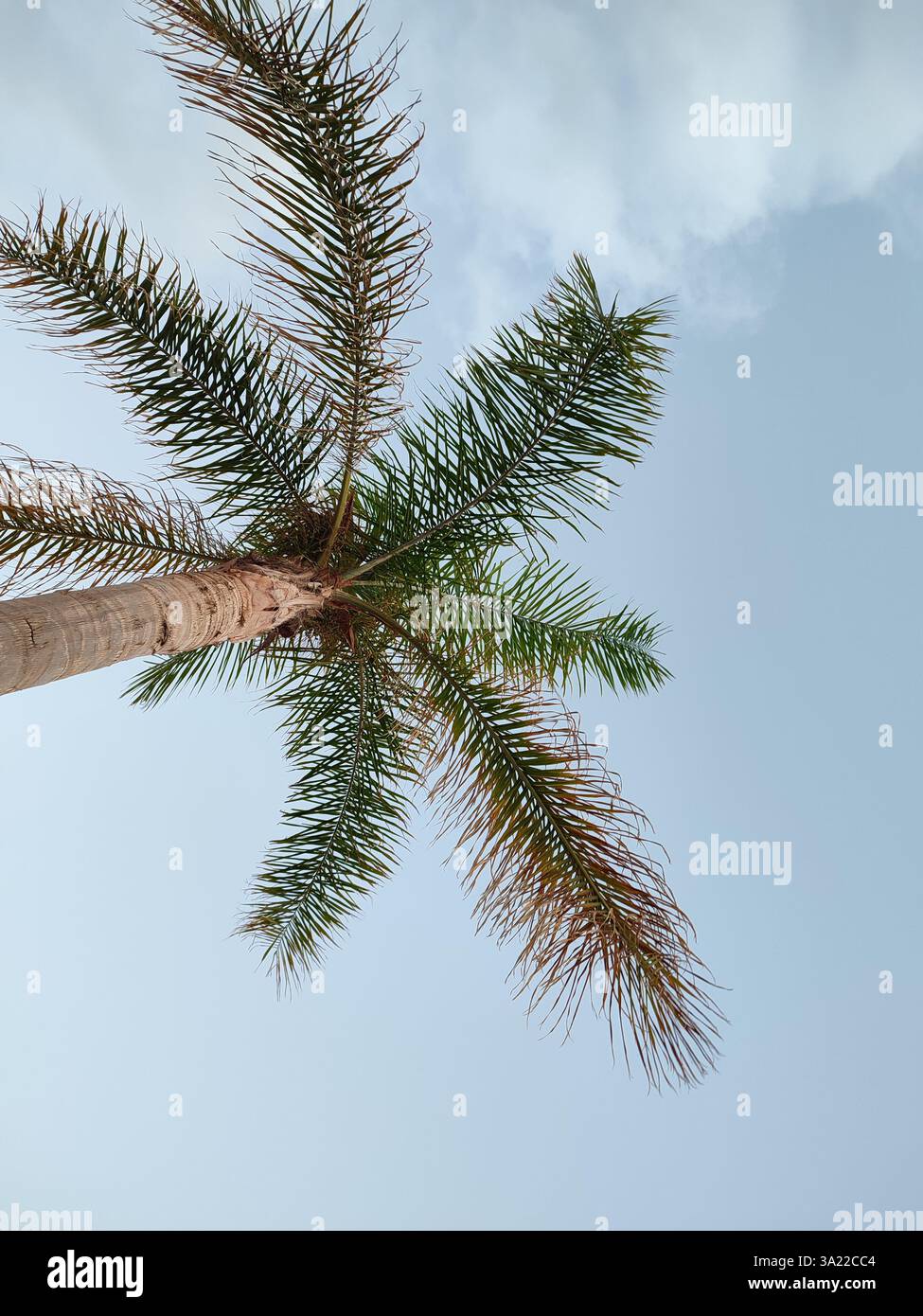 Palme am klaren blauen Himmel in der Nähe der Küste von Marina di Ragusa in Sizilien, Italien - Smartphone-aufgenommenes Stockfoto