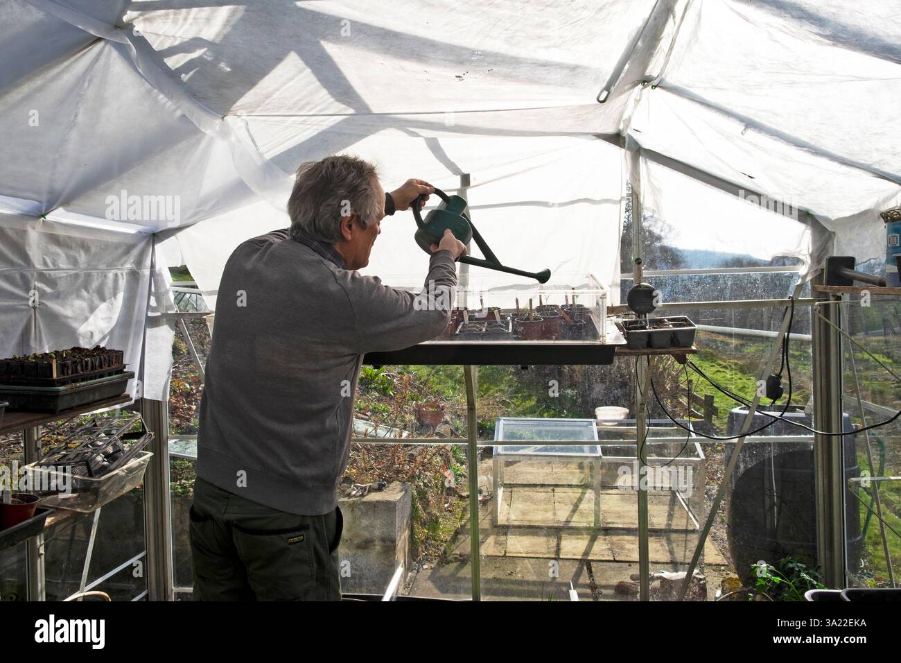 Mann Gärtner arbeitet im Gewächshaus Setzlinge mit Wasserkanne im Frühjahr März Garten 2025 Carmarthenshire Wales UK KATHY DEWITT Stockfoto