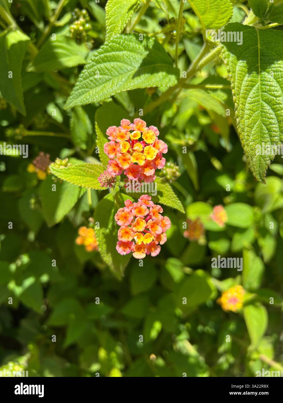 Lantana camara, Flor de la Región Central de Chile Stockfoto