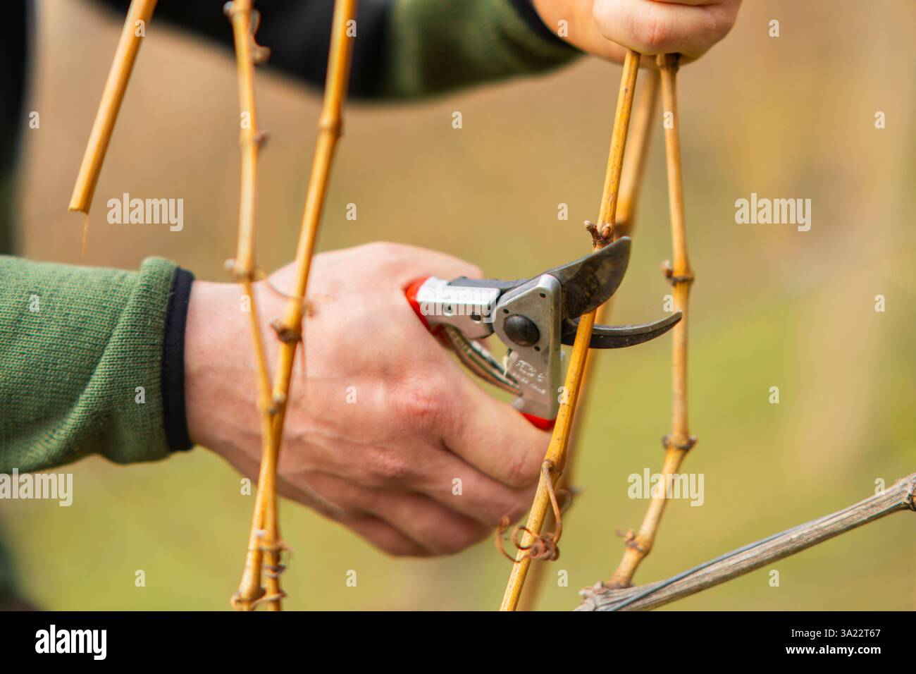Sächsisches Staatsweingut Schloss Wackerbarth der Rebschnitt ist der Weinlese eine der wichtigsten Arbeiten im ganzen Weinjahr. Er dauert am längsten und nimmt etwa ein Drittel der Gesamtarbeit im Weinberg ein. Bereits im Winter wird mit dem Rebschnitt der Grundstein für die Qualität des neuen Jahrgangs. Mehr als drei Monate lang von Mitte Dezember bis Ende März werden die jedes Jahr die rund 300,000 Rebstöcke einzeln von Hand geschnitten. Pro Rebstock sind etwa 20 Schnitte nötig, insgesamt auch stolze sechs Millionen pro Jahr. Hier Weinbauleiter Till Neumeister bei der Arbeit am Belvedere. Rz Stockfoto