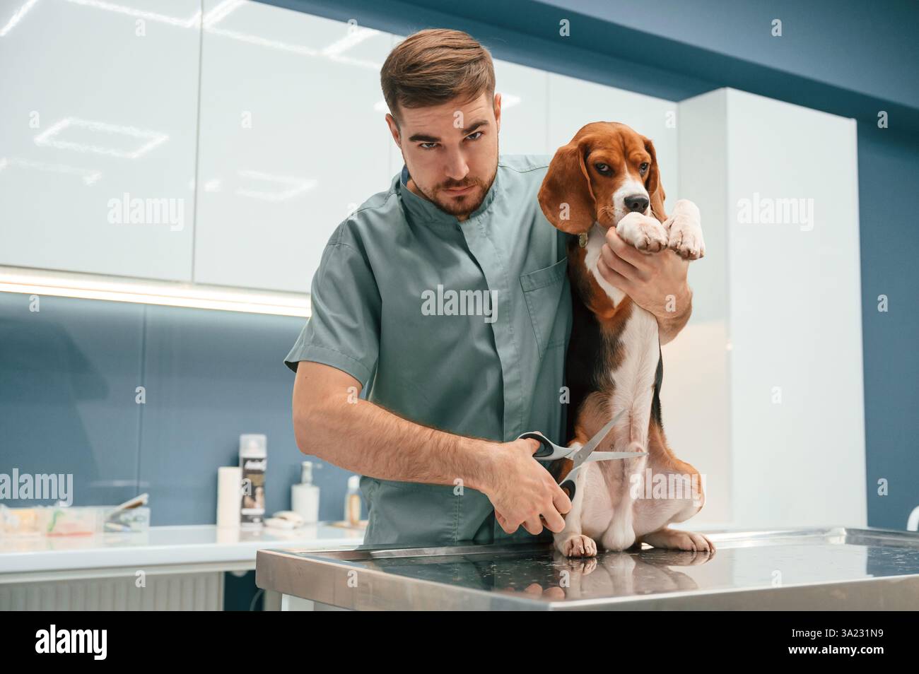Halten der Schere. Kastrationskonzeption. Hund in der Tierarztpraxis mit männlichem Arzt. Stockfoto
