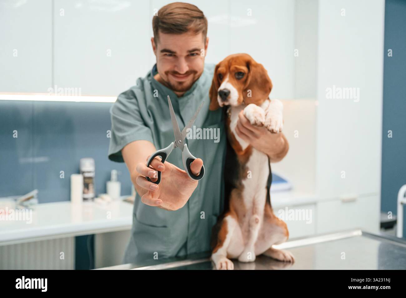 Halten der Schere. Kastrationskonzeption. Hund in der Tierarztpraxis mit männlichem Arzt. Stockfoto