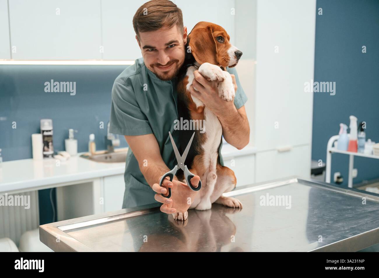 Halten der Schere. Kastrationskonzeption. Hund in der Tierarztpraxis mit männlichem Arzt. Stockfoto