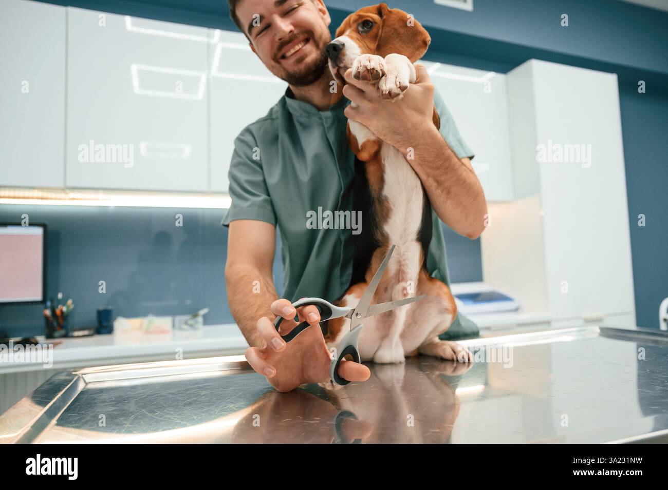 Halten der Schere. Kastrationskonzeption. Hund in der Tierarztpraxis mit männlichem Arzt. Stockfoto