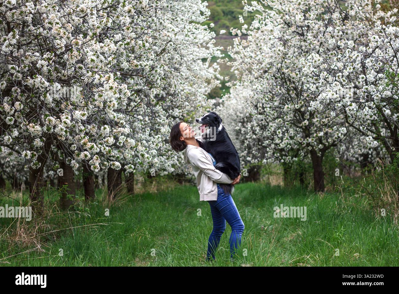 Frau umarmt ihren Border Collie im Frühlingsgarten. Freundschaft zwischen Tier und Mensch. Tierbesitzer und ihr Hund sind glücklich, draußen zusammen zu sein Stockfoto