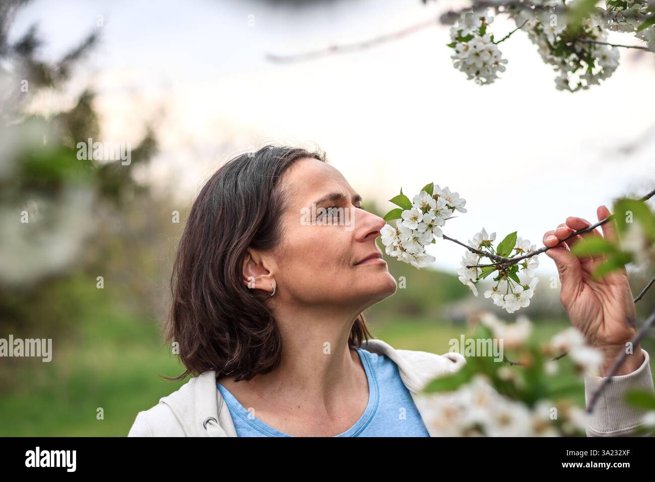 Frau genießt den Frühlingstag im blühenden Garten und riecht die duftenden Kirschblüten Stockfoto