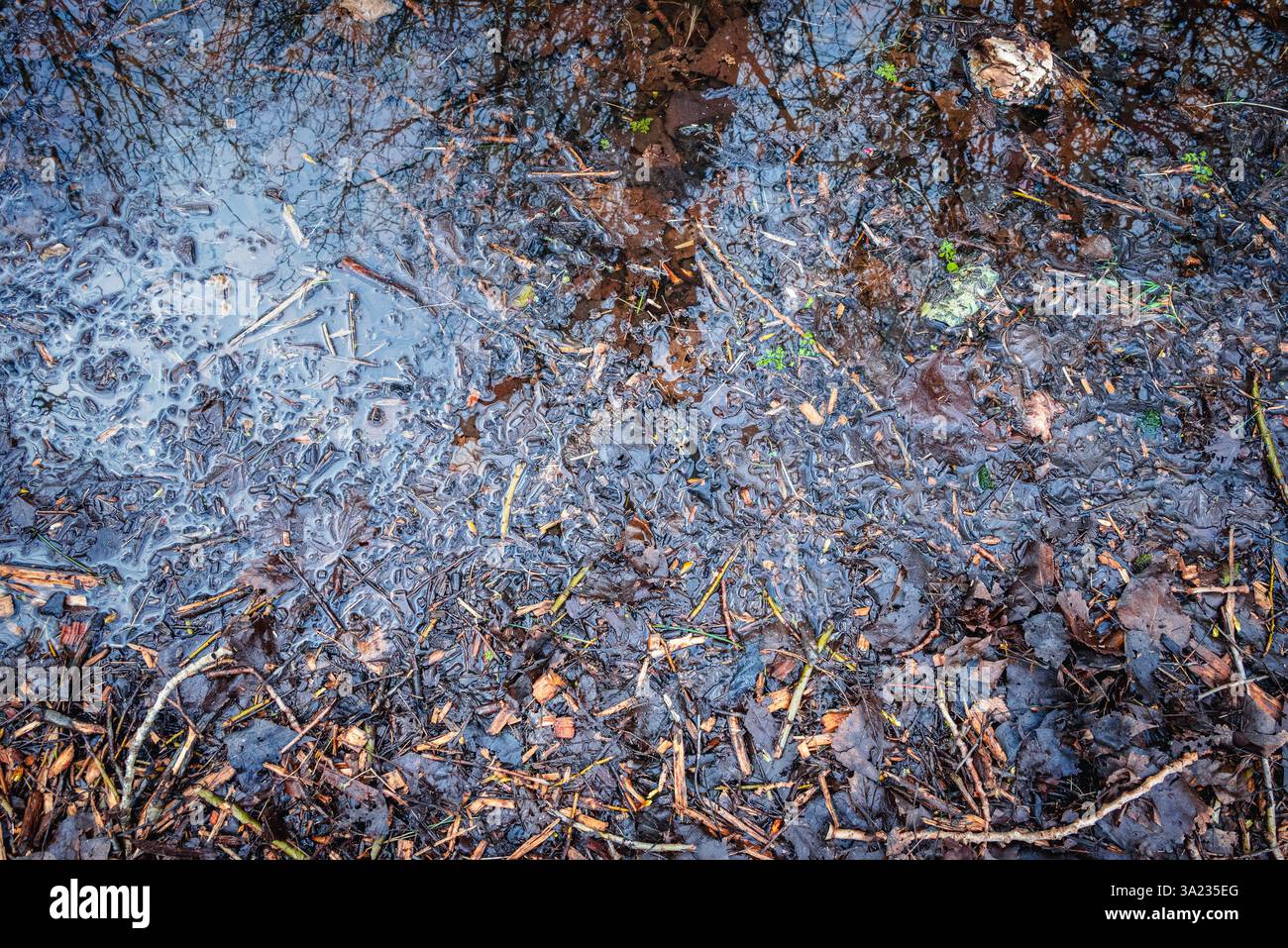 Ein kalter Sumpfboden und nasser Waldboden, Reste von Regenwasser mischen sich mit teilweise zersetzten Blättern und Holzspänen und regenerieren den Boden mit organischer Substanz Stockfoto