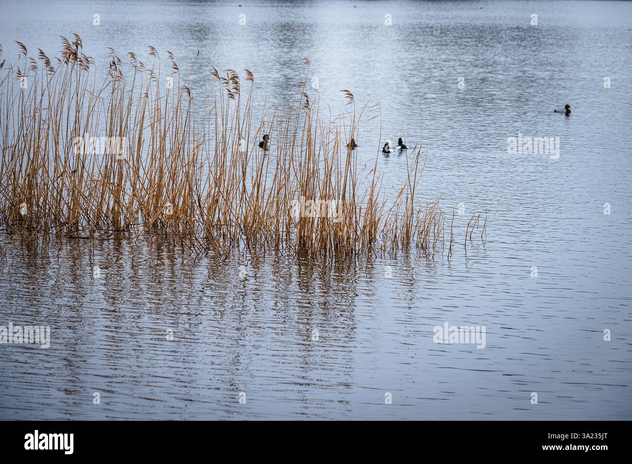 Eine goldene Linie aus getrockneten Schilfstielen taucht anmutig teilweise in das bläuliche Wasser eines riesigen Wintersees ein Stockfoto